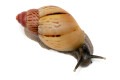 Lissachatina zanzibarica type 4 juvenil